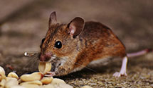 24 Hour & Emergency Exterminators in McBee, SC